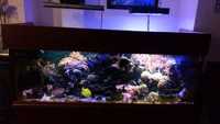 Complete marine fish tank set-up - including all fishes