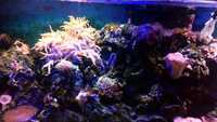 Complete marine fish tank set-up - including all fishes