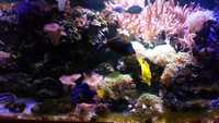 Corrals and Marine fish in Complete marine fish tank set-up