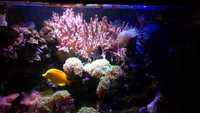 Corrals and Marine fish in Complete marine fish tank set-up