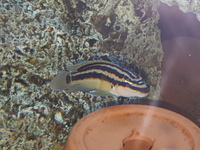 Julidochromis ornatus