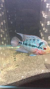 SUPER RED DRAGON FLOWERHORN FEMALE