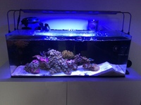 Complete marine tank 24g - £300