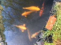 KOI FOR SALE