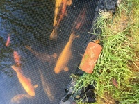 KOI FOR SALE