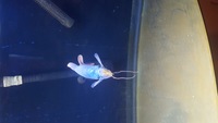 8 inch Giant gourami FREE TO GOOD HOME