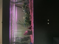 NOW £100 QUICK SALE 4x2x2 fish tank with cabinet + fx5 filter + LED light bar + Heater £200 only