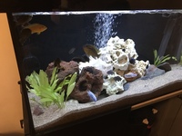 African Cichlid aquarium