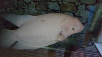 Albino Giant Gourami