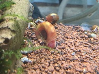 (Free) Malysian Trumpet / Ramshorn Snails