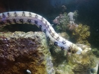 Snowflake eel, Clown & Live Rock