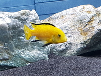 Yellow Lab Cichlids