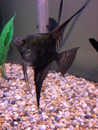 Angelfish SELLING TO SHOP THIS WEEKEND