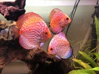 3 German bred Pigeon Blood Discus for Sale