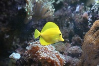 Marine fish for sale between Reading & Newbury