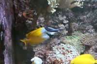 Marine fish for sale between Reading & Newbury