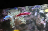 Marine fish for sale between Reading & Newbury