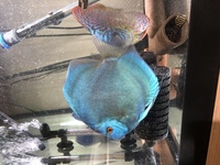 Chens Discus