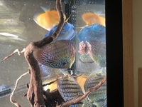 Chens Discus