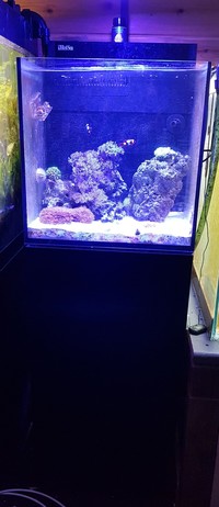 Red Sea MAX Nano - Full setup info in description