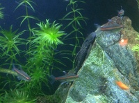 Bristlenose catfish and 4 glowlight tetras need new home