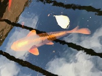 40 pond fish including large koi - free to good garden