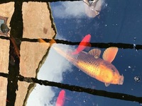 40 pond fish including large koi - free to good garden