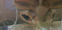 Uaru Amphiacanthoides