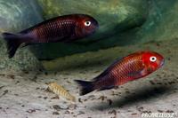 F1 Tropheus sp. Black Caramba RARE