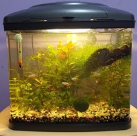 Corydoras, Snails, Shrimps, Tetras, Aquarium and much much more