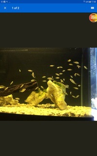 Malawi cichlids fry cheap