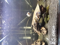 Malawi cichlids fry cheap