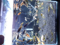 Malawi cichlids fry cheap