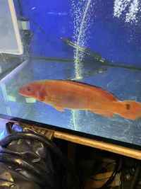 sale red pike cichlid