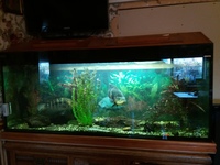 5Ft fish Tank