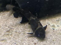 Asian bumblebee catfish Pseudomystus siamensis x2