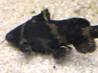 Asian bumblebee catfish Pseudomystus siamensis x2