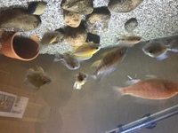 Batch of peacock cichlids