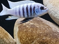 Metriaclima Zebra Maisoni Reef - Breeding quad (1 male 3 female)