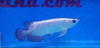 PLANET AROWANA NEW STOCKLIST DECEMBER