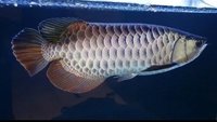 PLANET AROWANA NEW STOCKLIST DECEMBER