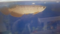 golden crossback red tailed Asian arowana with certificate