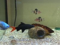 Red Tail Shark 9CM