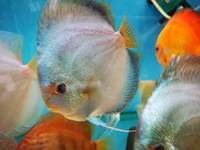 Various discus for sale