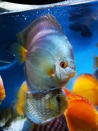 Various discus for sale