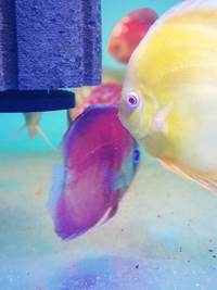 Various discus for sale