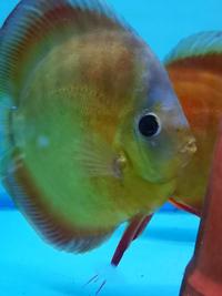 Various discus for sale