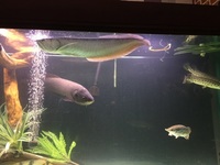 Silver Arowana 20”