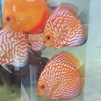 Discus in Leicester