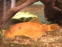 Super red bristlenose catfish